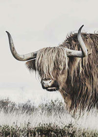 Fotografisk närbild av highland-ko med långa horn i natur-7