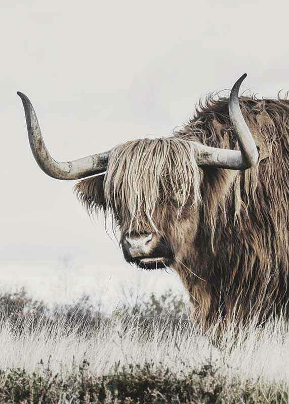 Fotografisk närbild av highland-ko med långa horn i natur-12