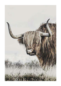 Fotografisk närbild av highland-ko med långa horn i natur-1