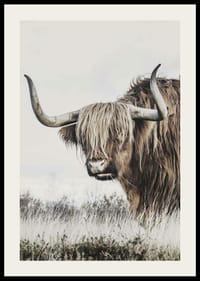 Fotografische Nahaufnahme einer Hochlandkuh mit langen Hörnern in der Natur-2