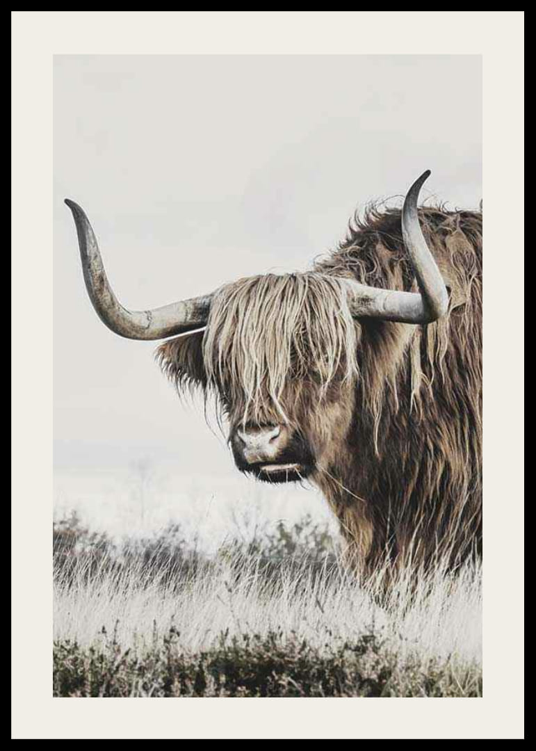 Fotografische Nahaufnahme einer Hochlandkuh mit langen Hörnern in der Natur-12