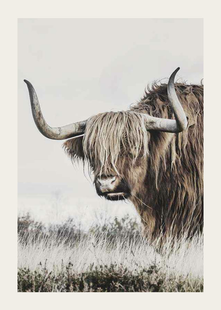 Fotografische Nahaufnahme einer Hochlandkuh mit langen Hörnern in der Natur-12