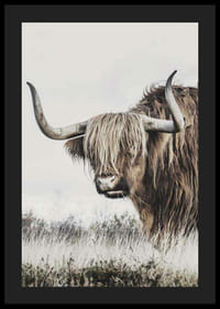 Fotografische Nahaufnahme einer Hochlandkuh mit langen Hörnern in der Natur-4