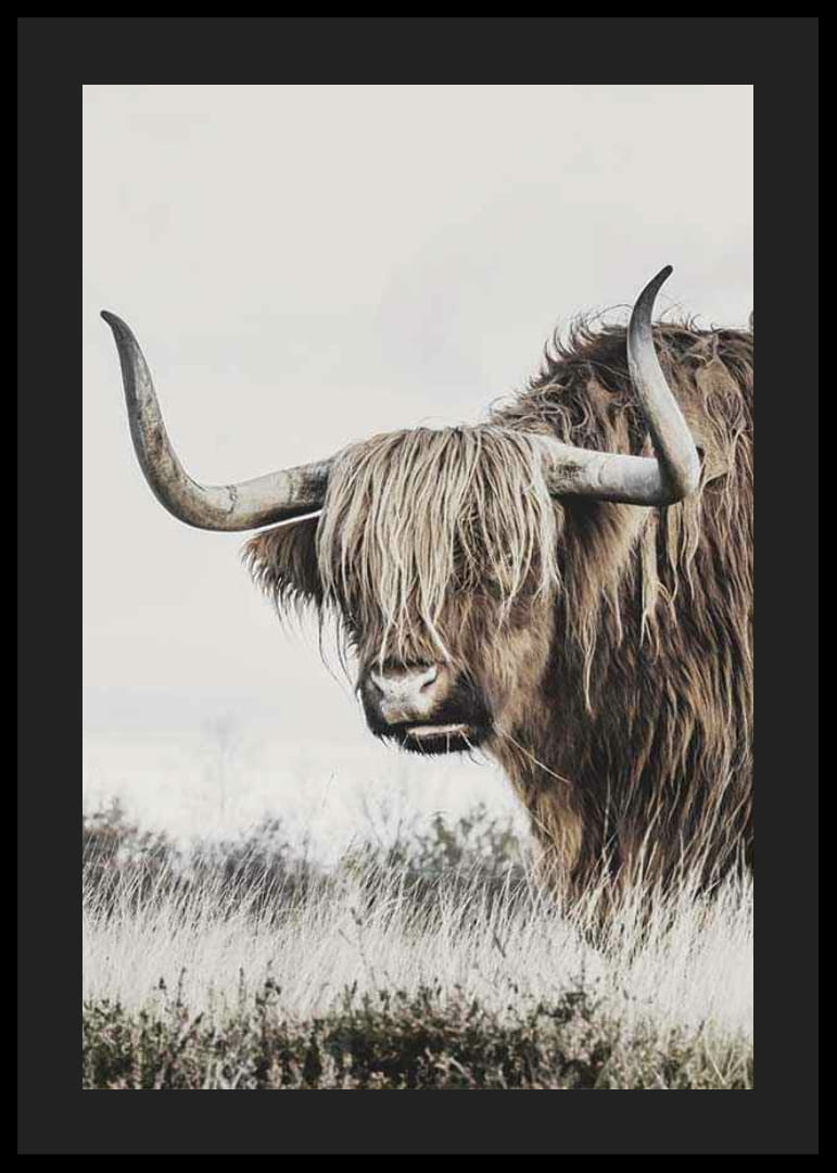 Fotografische Nahaufnahme einer Hochlandkuh mit langen Hörnern in der Natur-12