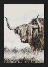 Fotografische Nahaufnahme einer Hochlandkuh mit langen Hörnern in der Natur-5