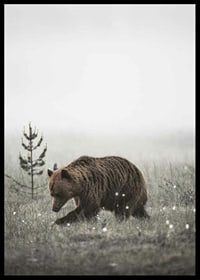 Brown bear in foggy grassy landscape with subtle winter colors-6