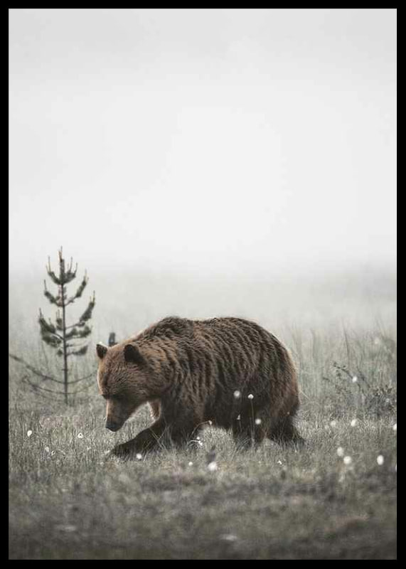 Brown bear in foggy grassy landscape with subtle winter colors-12