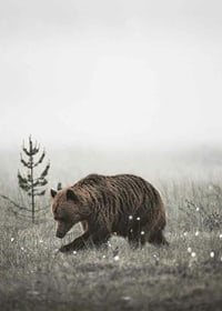 Brown bear in foggy grassy landscape with subtle winter colors-7