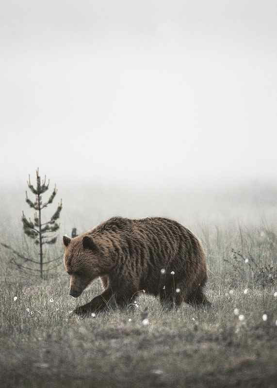 Brown bear in foggy grassy landscape with subtle winter colors-12