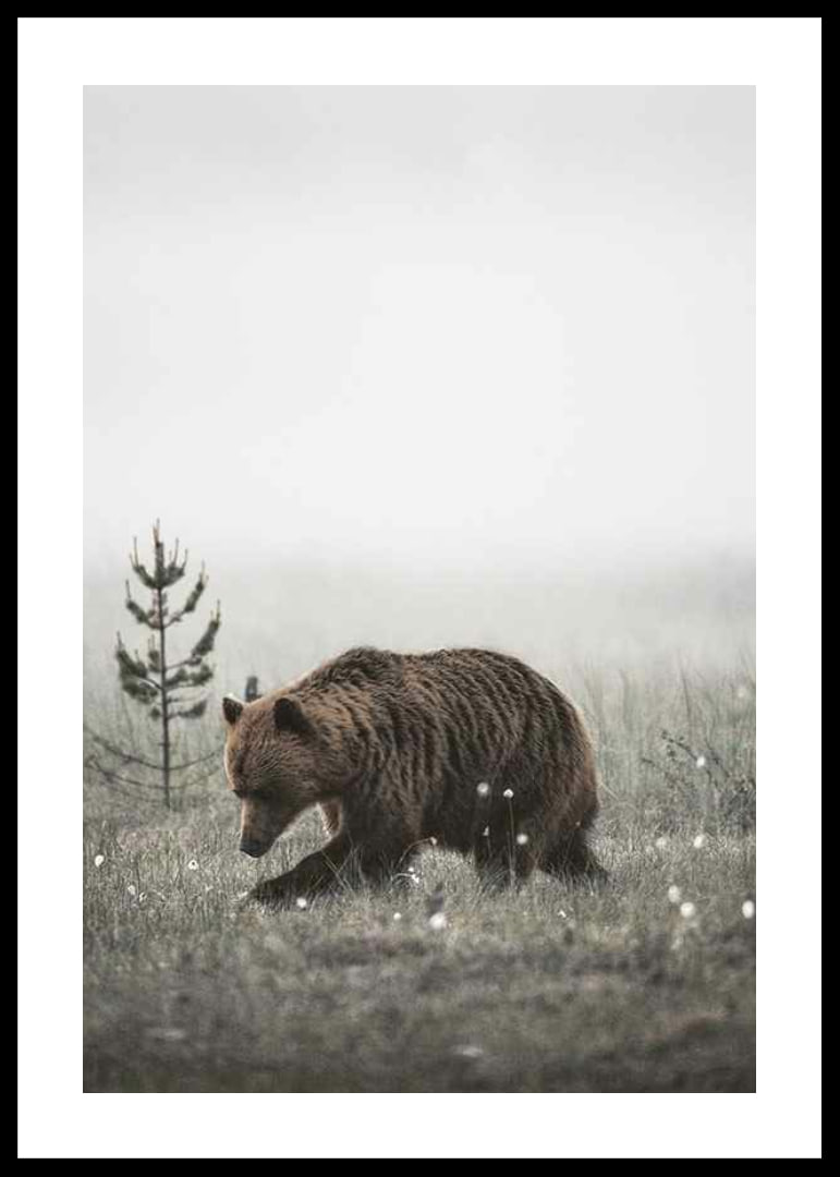 Brown bear in foggy grassy landscape with subtle winter colors-12