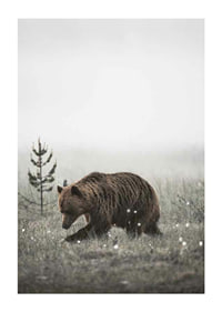 Brown bear in foggy grassy landscape with subtle winter colors-1