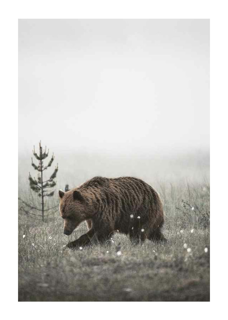 Brown bear in foggy grassy landscape with subtle winter colors-12