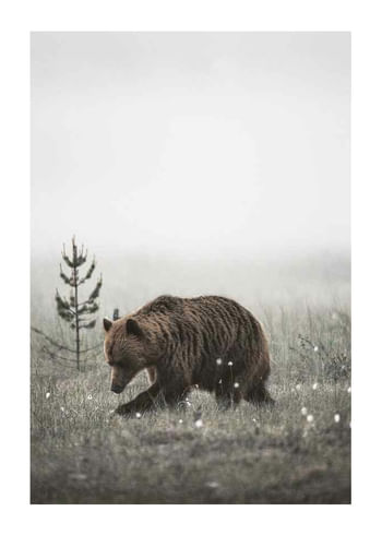 Affiche Winter Bear