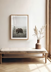 Brown bear in foggy grassy landscape with subtle winter colors-8