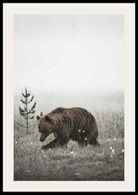 Brown bear in foggy grassy landscape with subtle winter colors-2