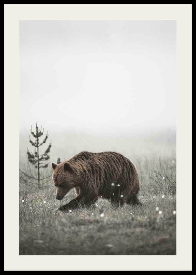 Brown bear in foggy grassy landscape with subtle winter colors-12