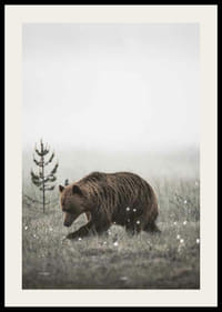 Bruine beer in mistig graslandschap met subtiele winterkleuren-2