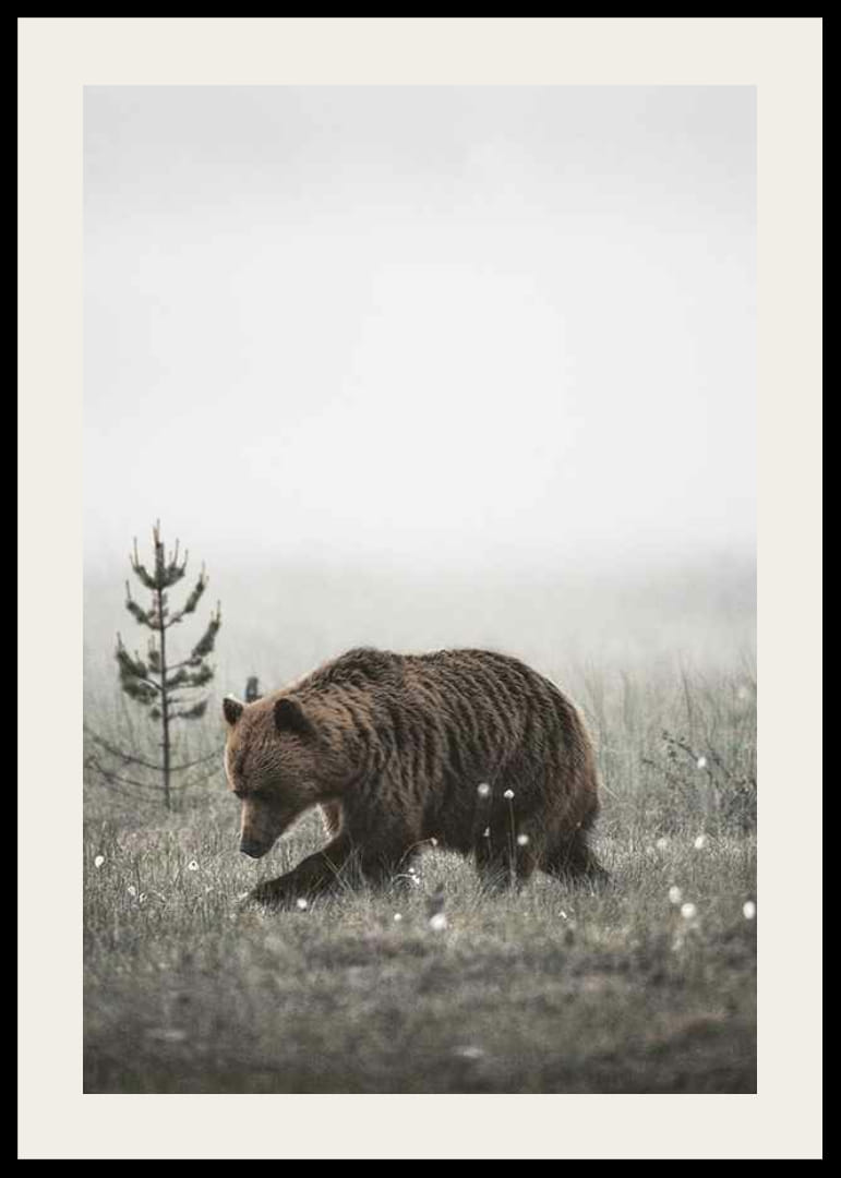 Bruine beer in mistig graslandschap met subtiele winterkleuren-12