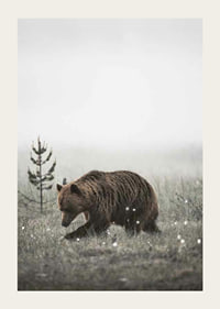 Brown bear in foggy grassy landscape with subtle winter colors-3