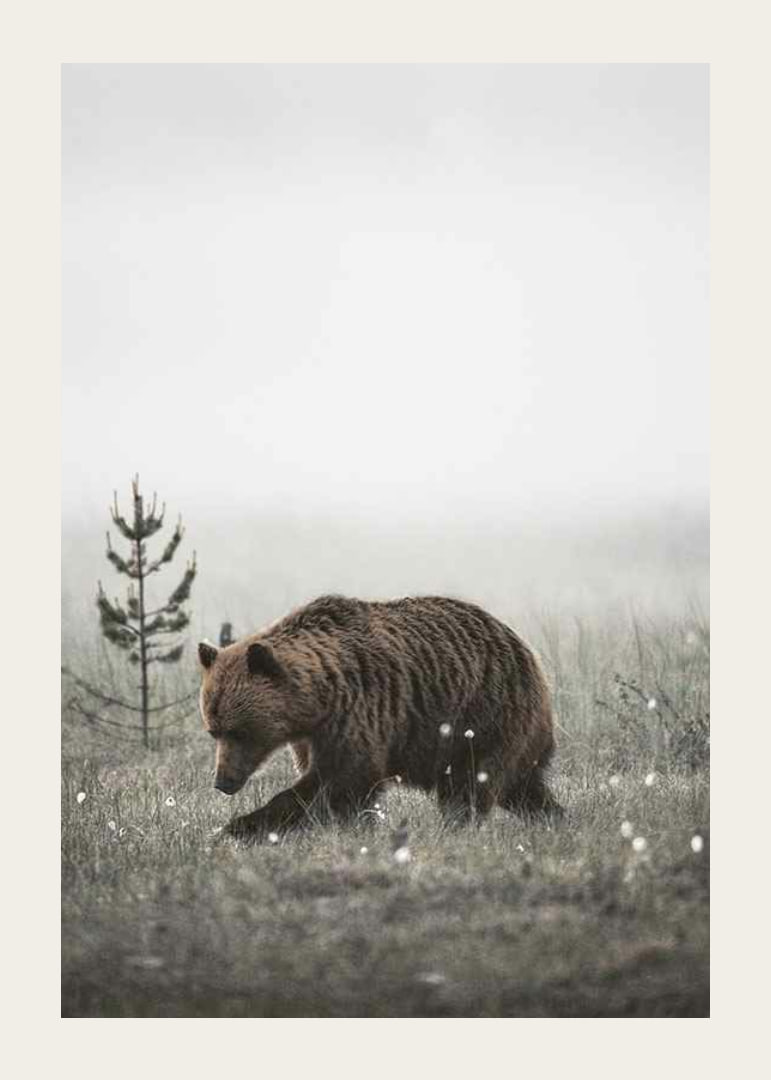 Brown bear in foggy grassy landscape with subtle winter colors-12