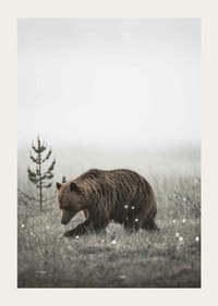 Bruine beer in mistig graslandschap met subtiele winterkleuren-3