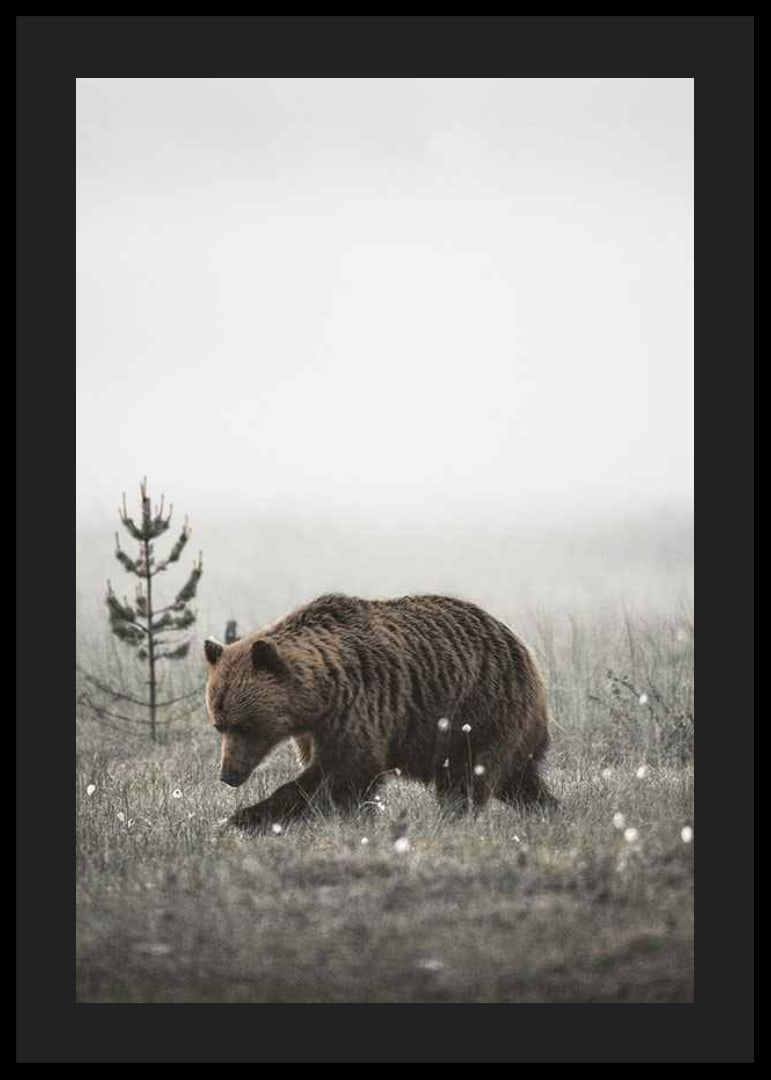 Brown bear in foggy grassy landscape with subtle winter colors-12