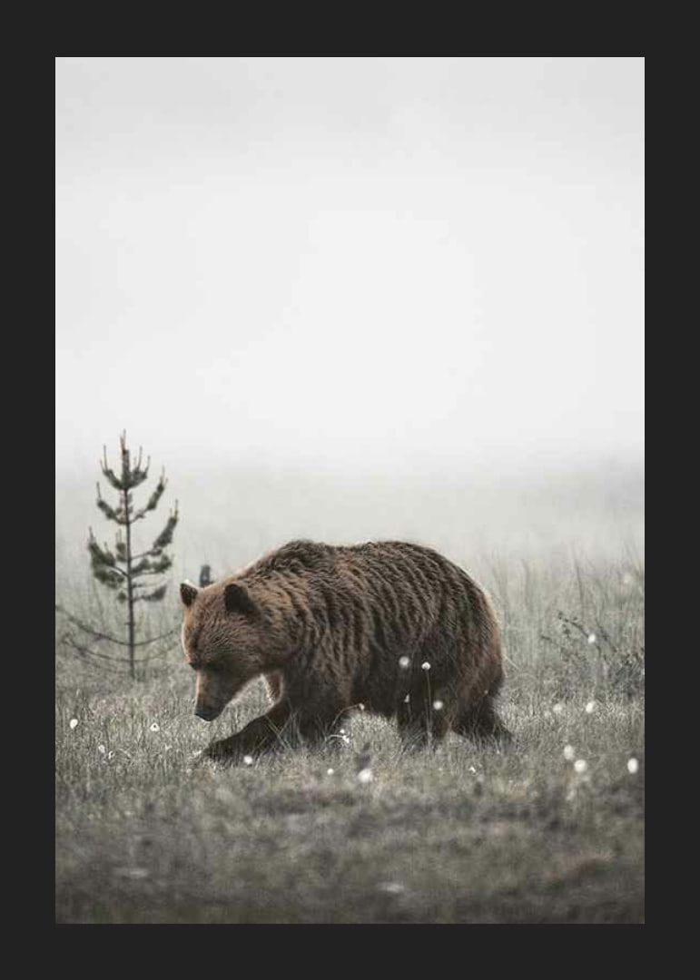 Brown bear in foggy grassy landscape with subtle winter colors-12