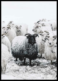 Photograph of black sheep among white sheep in snowy landscape-6