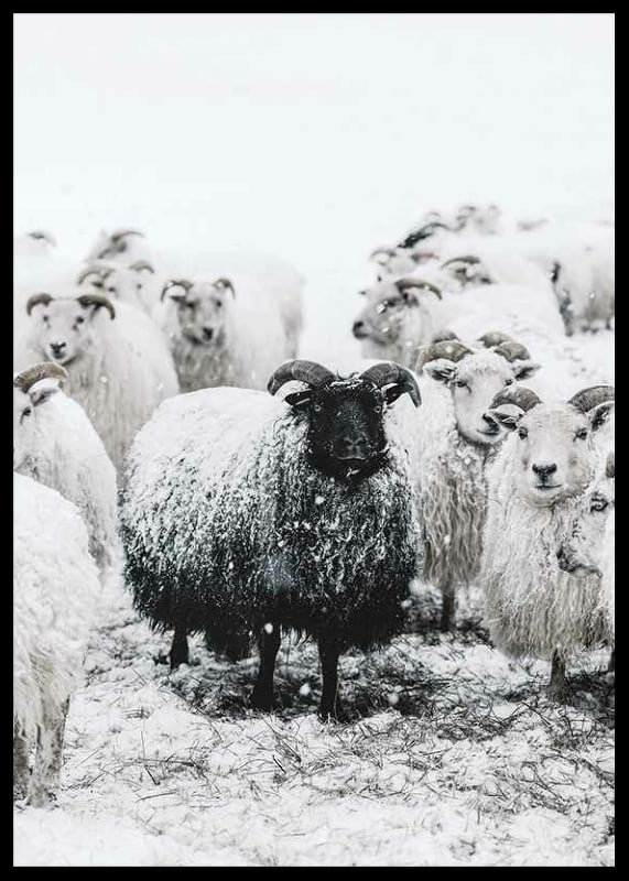 Photograph of black sheep among white sheep in snowy landscape-12