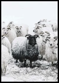 Photograph of black sheep among white sheep in snowy landscape-6