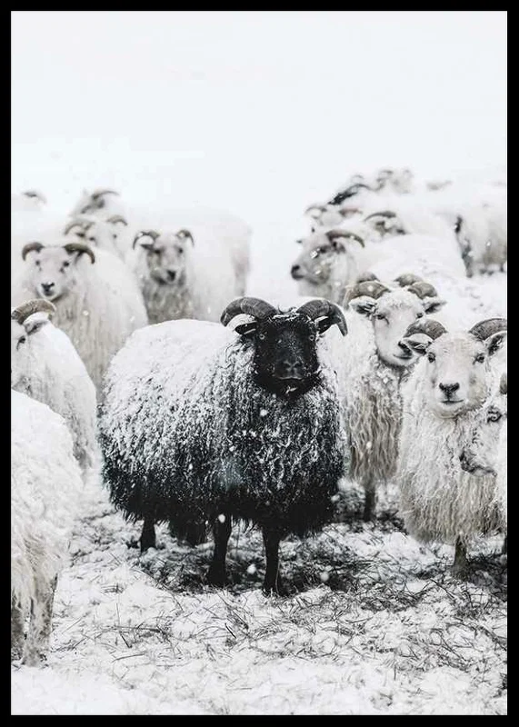 Photograph of black sheep among white sheep in snowy landscape-12
