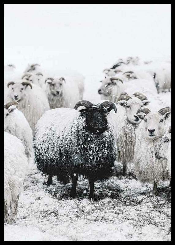 Winter Sheep-12