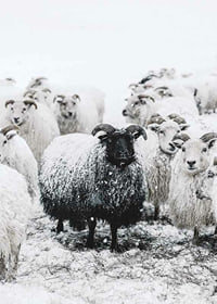 Photograph of black sheep among white sheep in snowy landscape-7