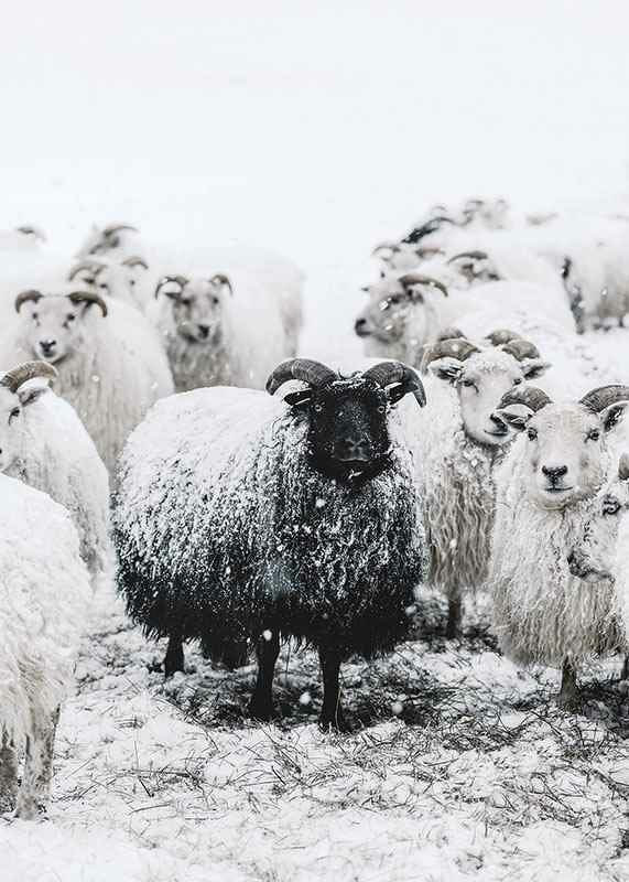 Photograph of black sheep among white sheep in snowy landscape-12