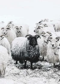 Photograph of black sheep among white sheep in snowy landscape-7