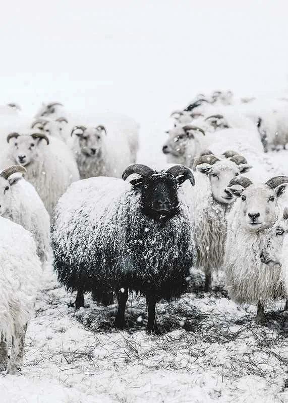 Photograph of black sheep among white sheep in snowy landscape-12