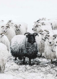 Winter Sheep-3