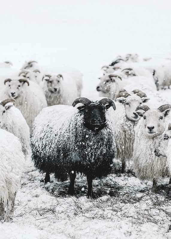 Winter Sheep-12