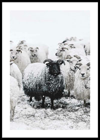 Photograph of black sheep among white sheep in snowy landscape-0