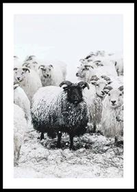 Photograph of black sheep among white sheep in snowy landscape-0