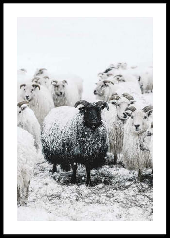 Poster Winter Sheep