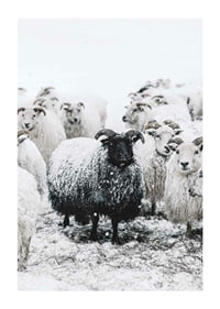 Photograph of black sheep among white sheep in snowy landscape-1
