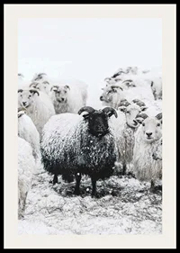 Photograph of black sheep among white sheep in snowy landscape-2