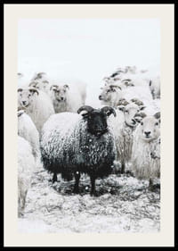 Valokuva mustasta lampaasta valkoisten lampaiden joukossa lumimaisemassa-2