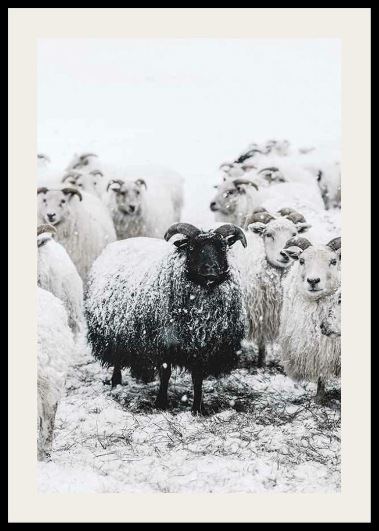 Valokuva mustasta lampaasta valkoisten lampaiden joukossa lumimaisemassa-12
