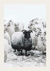 Photograph of black sheep among white sheep in snowy landscape-3
