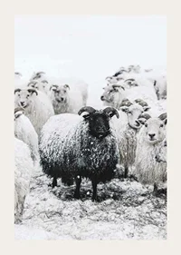 Photograph of black sheep among white sheep in snowy landscape-3