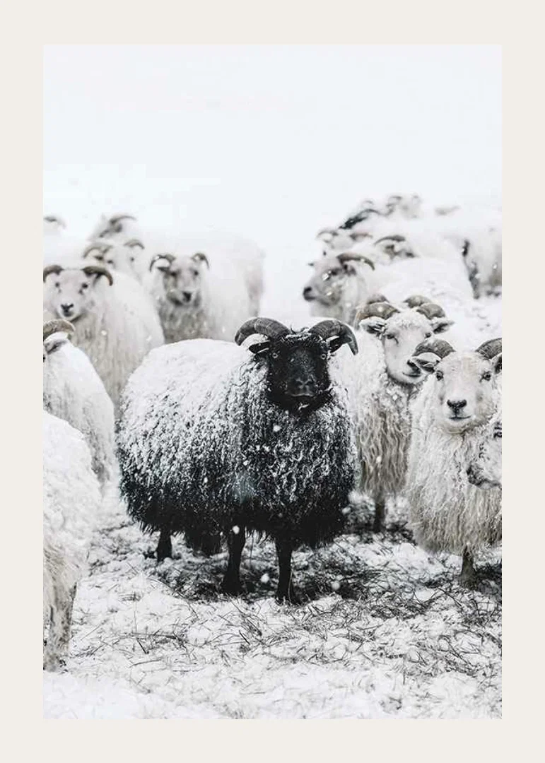 Photograph of black sheep among white sheep in snowy landscape-12