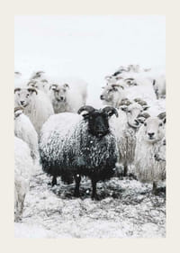 Valokuva mustasta lampaasta valkoisten lampaiden joukossa lumimaisemassa-3