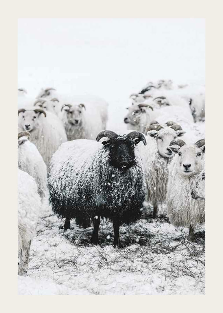 Valokuva mustasta lampaasta valkoisten lampaiden joukossa lumimaisemassa-12
